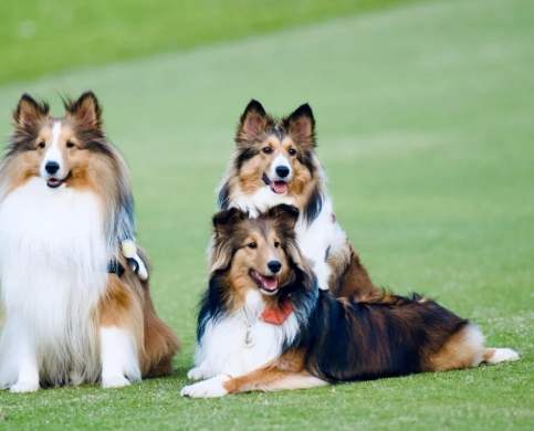 狗狗品種排行榜