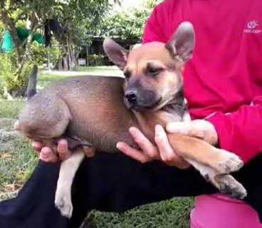 台灣土狗幼犬照顧