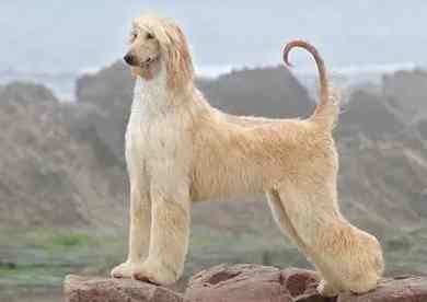 阿富汗獵犬飼養方法