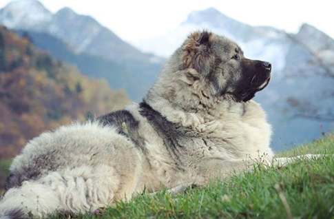 高加索犬飼養