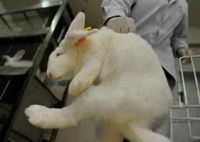 實驗動物科學基礎