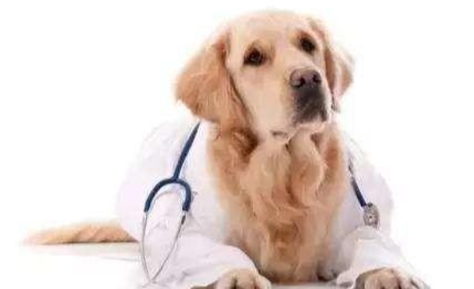寵物發燒如何處理