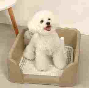 寵物定點排尿問題