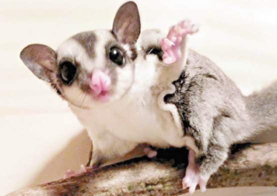 蜜袋鼯飼養困難