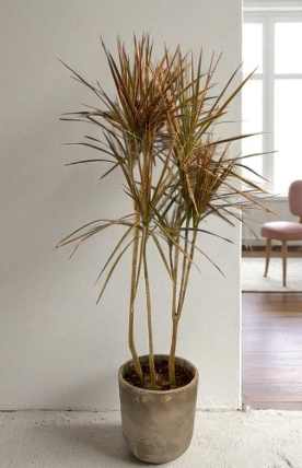 千年木澆水技巧 千年木澆水技巧