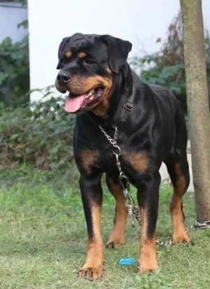 羅威納飼養注意事項