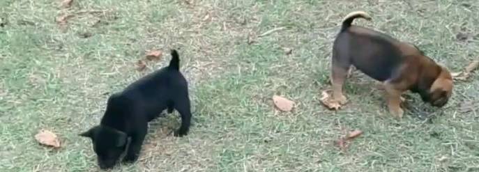 台灣土狗幼犬價格