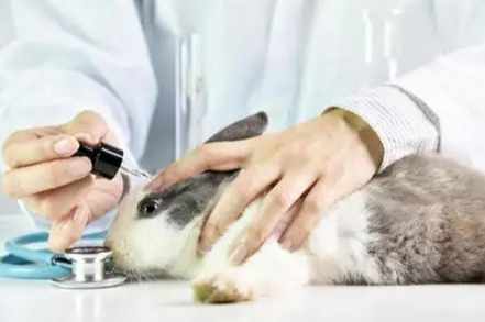 實驗動物科學入門