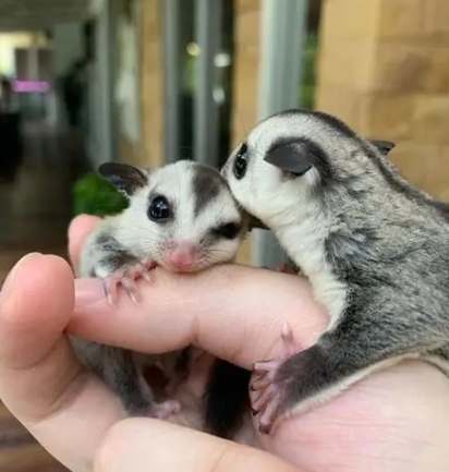 蜜袋鼯叫聲意思