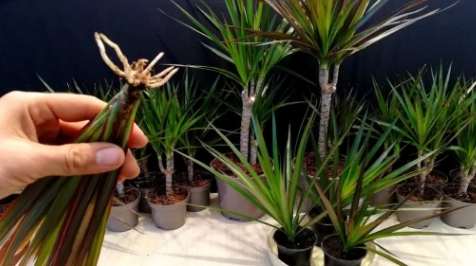 千年木種植方法 千年木種植方法