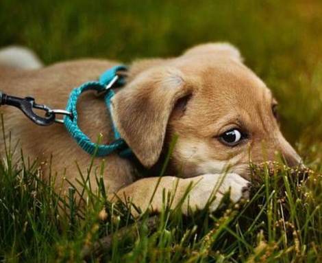 狗拉肚子顏色意義 狗拉肚子顏色意義