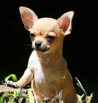 芝娃娃智力訓練