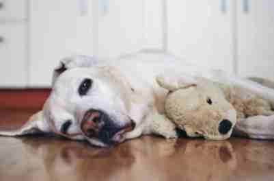 老年狗呼吸頻率