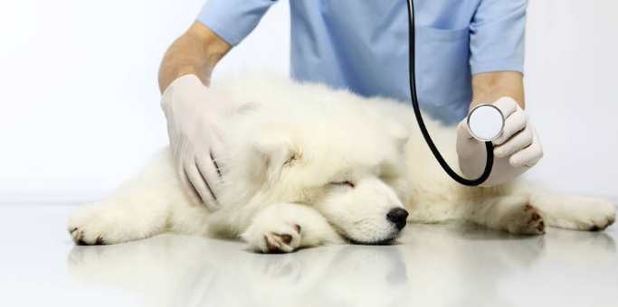 狗狗肺積水治療