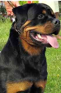 狗狗攻擊性原因