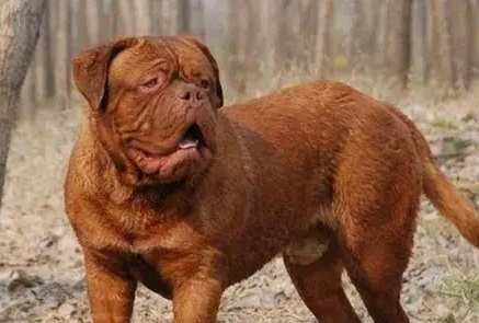 台灣兇猛犬法規