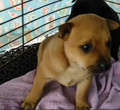 台灣土狗幼犬照顧