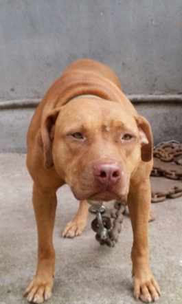 比特犬疼痛護理