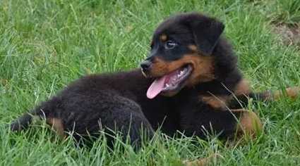 羅威納生長階段