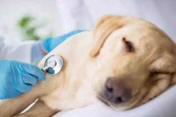 狗狗肺積水症狀