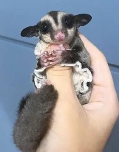 蜜袋鼯老年症狀