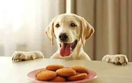 狗狗吃起司注意事項