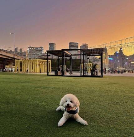 雨天遛狗好去處