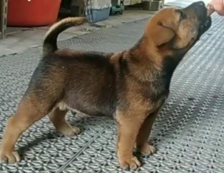 台灣土狗幼犬照顧