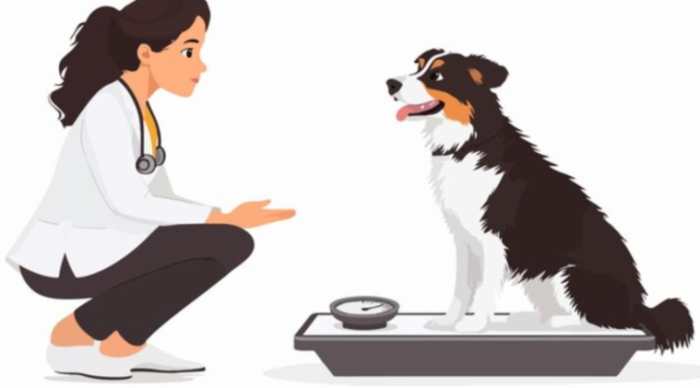 肺積水狗狗急救