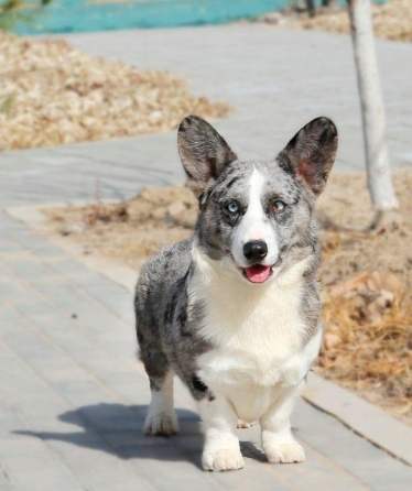 柯基犬選擇指南