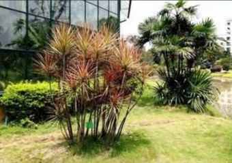 千年木種植方法 千年木種植方法