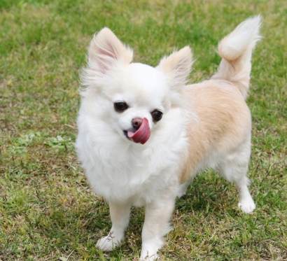 芝娃娃智力訓練