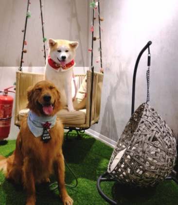 狗狗室內遊樂場桃園