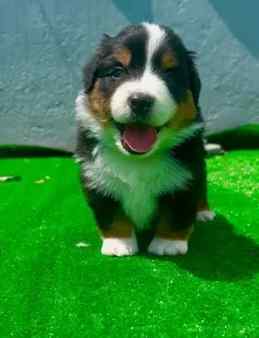 迷你美牧使用方法