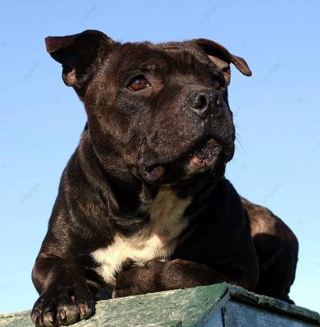 斯塔福郡鬥牛梗禁養