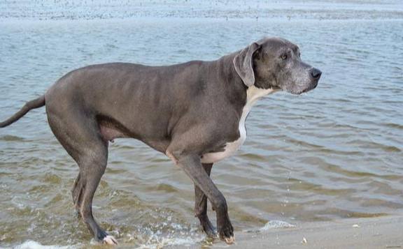 巨型犬健康照護