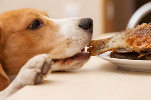 起司對狗的好處