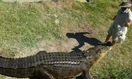 台灣養鱷魚法規