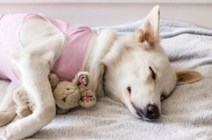 狗神經系統疾病