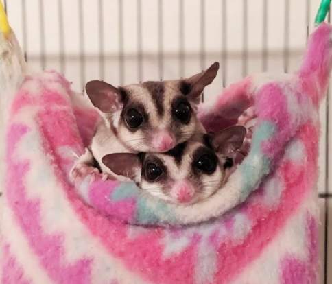 蜜袋鼯寵物優點