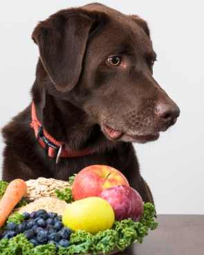寵物酪梨油好處
