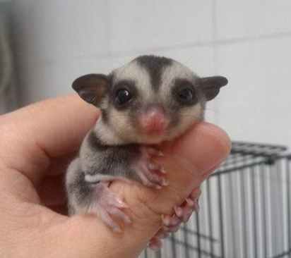 蜜袋鼯飲食安全