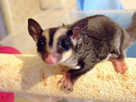 蜜袋鼯奶粉推薦