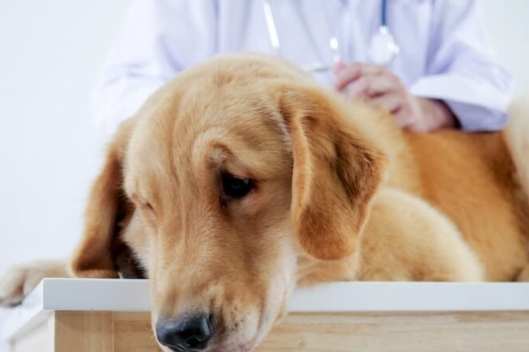 狗狗腎功能異常