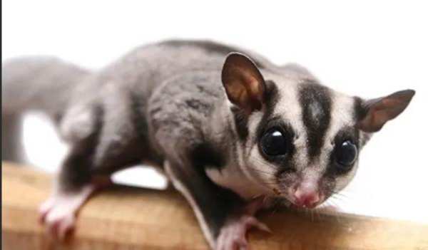 蜜袋鼯老了飲食