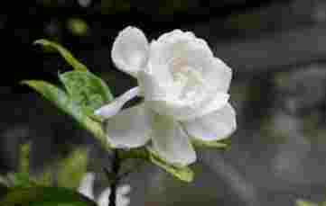 桅子花送禮意義