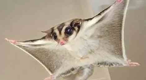 蜜袋鼯叫聲類型