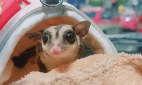 蜜袋鼯寵物優點