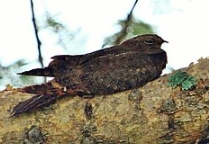 三角旗翼鷹保護