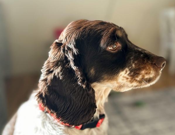 貴婦狗癲癇治療